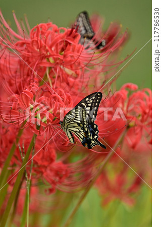 ヒガンバナ(Lycoris radiata) 117786530