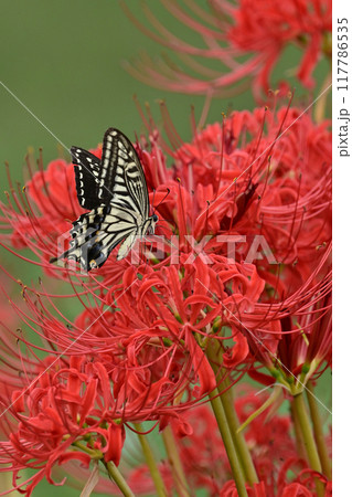 ヒガンバナ(Lycoris radiata) 117786535