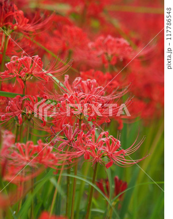 ヒガンバナ(Lycoris radiata) ヒガンバナ(Lycoris radiata) 117786548