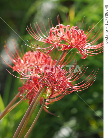 ヒガンバナ(Lycoris radiata) ヒガンバナ(Lycoris radiata) 117786549