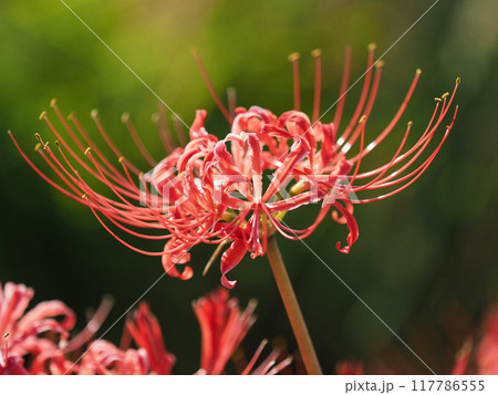 ヒガンバナ(Lycoris radiata) ヒガンバナ(Lycoris radiata) 117786555