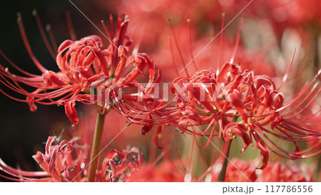 ヒガンバナ(Lycoris radiata) ヒガンバナ(Lycoris radiata) 117786556