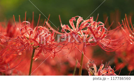 ヒガンバナ(Lycoris radiata) ヒガンバナ(Lycoris radiata) 117786560