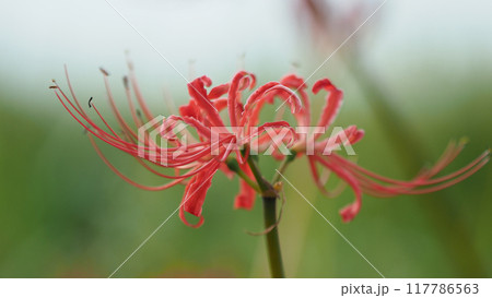 ヒガンバナ(Lycoris radiata) 117786563