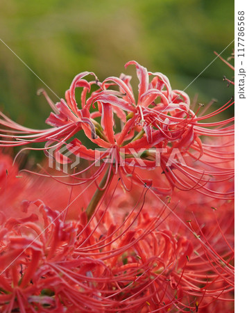 ヒガンバナ(Lycoris radiata) 117786568