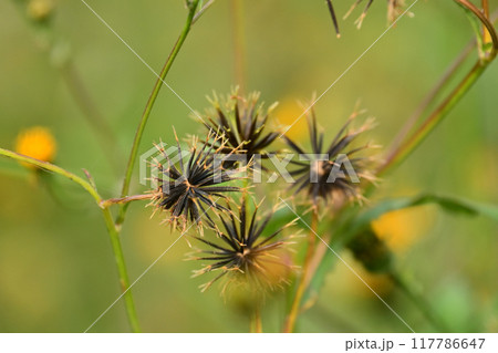 センダングサ/ひっつき虫(genus Bidens) センダングサ/ひっつき虫(genus Bidens) 117786647