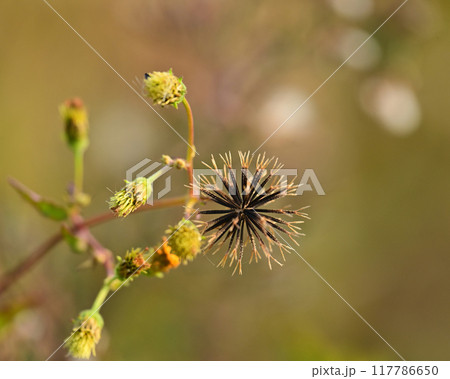 センダングサ／ひっつき虫(genus Bidens) 117786650