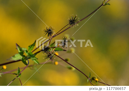 センダングサ／ひっつき虫(genus Bidens) 117786657