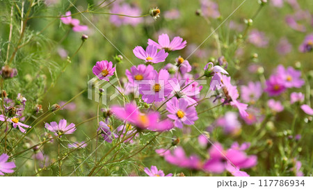 コスモス：cosmos 117786934