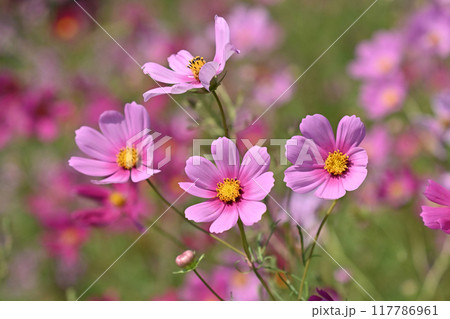 コスモス：cosmos 117786961