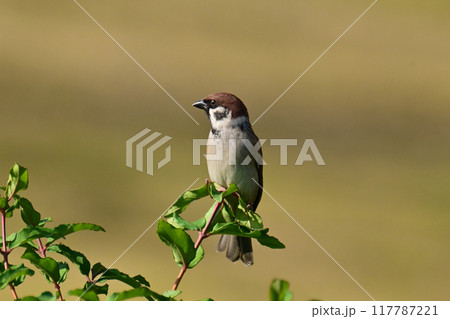 スズメ（雀/sparrow) 117787221