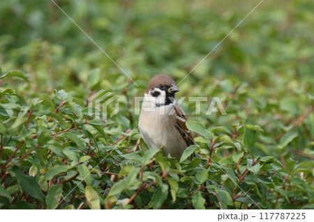 スズメ(雀/sparrow) スズメ(雀/sparrow) 117787225