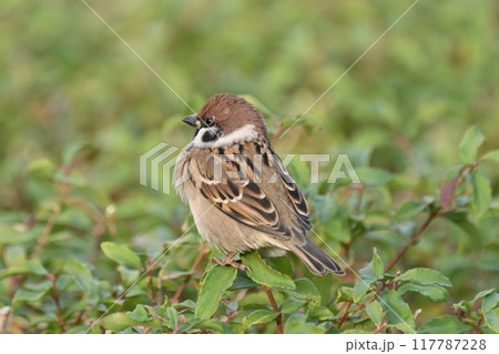 スズメ(雀/sparrow) スズメ(雀/sparrow) 117787228