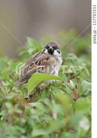 スズメ（雀/sparrow) 117787231