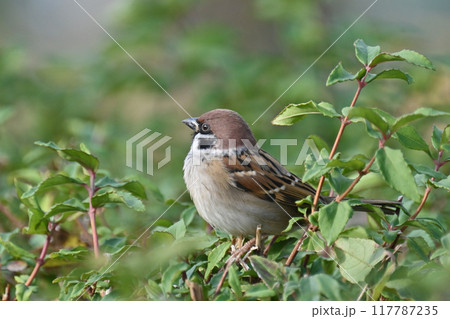スズメ(雀/sparrow) スズメ(雀/sparrow) 117787235