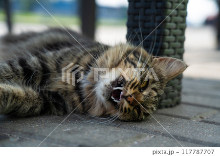 Cat yawning with mouth wide open and shows fangs. A street cat lies on its back 117787707