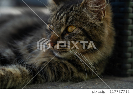 A street cat, a yard cat, lies in the shade, raising his head A street cat, a yard cat, lies in the shade, raising his head 117787712