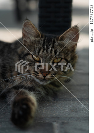 A street cat, a yard cat, lies in the shade, raising his head A street cat, a yard cat, lies in the shade, raising his head 117787718