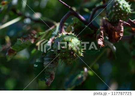 The chestnut tree grows in the city park. Ripe chestnut 117787725