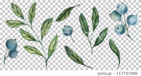 Watercolor blueberry branches, botanical illustration featuring green leaves and berries. Ideal for natural designs, organic products, or decor. Soft, detailed, and realistic artwork. 117787806