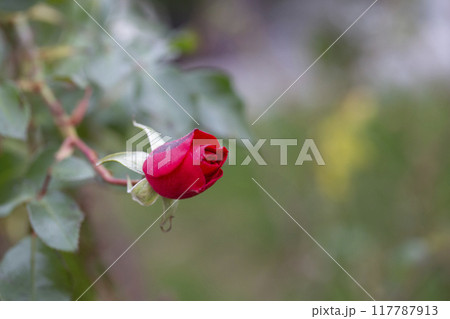A red rose bud on a branch in the garden in spring. A red rose bud on a branch in the garden in spring. 117787913
