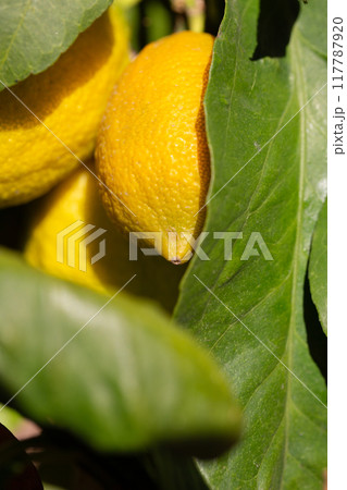 Bunches of fresh yellow ripe lemons on lemon tree branches in garden 117787920