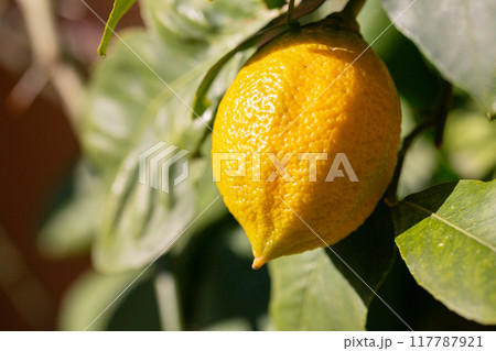 One ripe lemon hanging on a tree in the garden in autumn 117787921