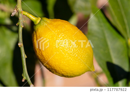 One ripe lemon hanging on a tree in the garden in autumn 117787922