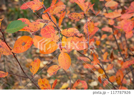 Close up of vibrant coloured leaves on a branch in red and yellow, Close up of vibrant coloured leaves on a branch in red and yellow, 117787926