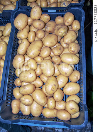 Fresh organic potato stand out among many large background potatos in the market. Heap of potatos root. Close-up potatos texture. Macro potato 117788028