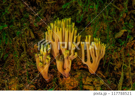 Srict-branch coral mushrooms on an old tree trunk Srict-branch coral mushrooms on an old tree trunk 117788521