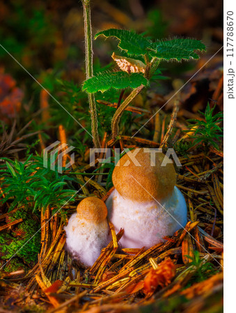 Explore the Unique Mushrooms Thriving in a Beautifully Lush Forest Environment Setting Explore the Unique Mushrooms Thriving in a Beautifully Lush Forest Environment Setting 117788670