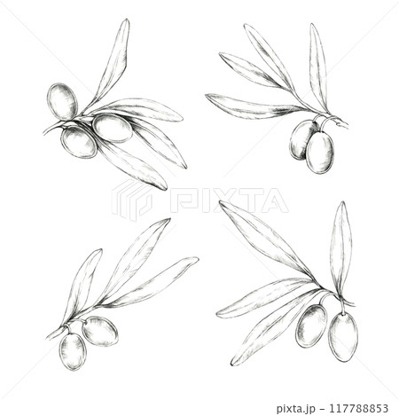 Set of four detailed olive branches with olives and leaves. Isolated Pencil drawing clipart for use in packaging designs for olive oil, natural soaps, and Mediterranean-inspired cosmetic products 117788853