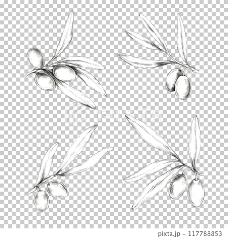 Set of four detailed olive branches with olives and leaves. Isolated Pencil drawing clipart for use in packaging designs for olive oil, natural soaps, and Mediterranean-inspired cosmetic products 117788853