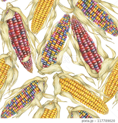 Yellow and indian corn dense seamless pattern, rainbow maize textile, background. Watercolor botanical print design for clothes, wallpaper, wrapping paper, scrapbooking, food packaging, Thanksgiving 117789020