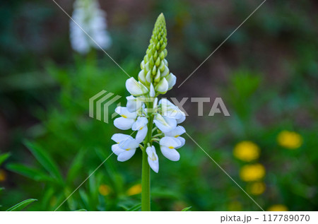 Colorful Russel Lupines in a garden 117789070