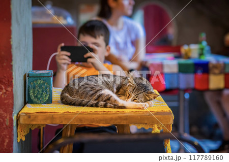 A sleeping cat on a table while a child is engrossed in phone in a vibrant cafe setting 117789160