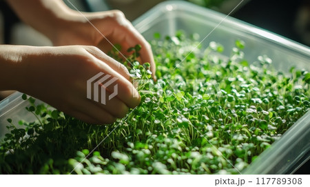 Hands harvesting microgreens from container under lighting. Indoor gardening, sustainable living. 117789308