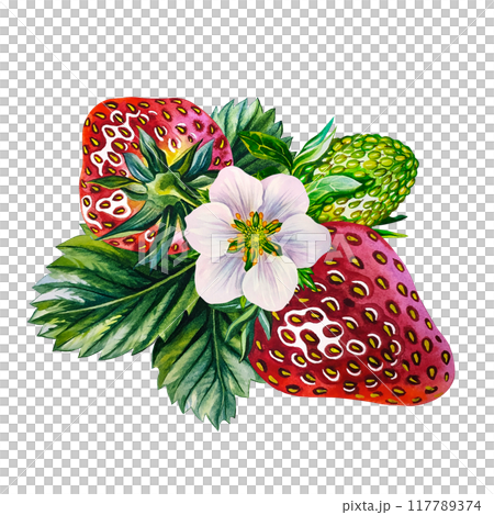 Strawberry. The strawberry berry is ripe and unripe, with a flower and leaves. Handmade watercolor illustration. Isolate it. Realistic berries. For packaging, labels and flyers. For banners, stickers. 117789374