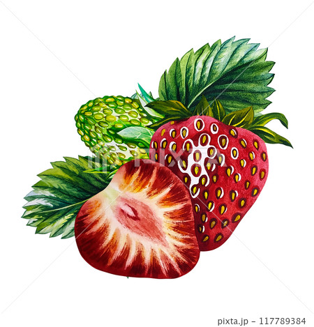 Strawberry. Strawberry berries with leaves, ripe and unripe,in section . Handmade watercolor illustration. Isolate. Realistic berries. For packaging, labels and flyers. For banners and stickers. Strawberry. Strawberry berries with leaves, ripe and unripe,in section . Handmade watercolor illustration. Isolate. Realistic berries. For packaging, labels and flyers. For banners and stickers. 117789384
