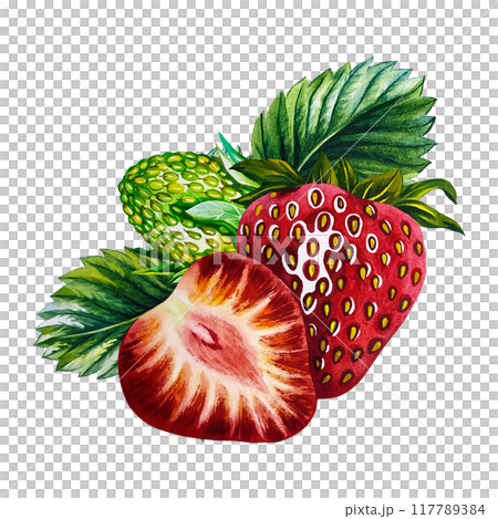 Strawberry. Strawberry berries with leaves, ripe and unripe,in section . Handmade watercolor illustration. Isolate. Realistic berries. For packaging, labels and flyers. For banners and stickers. Strawberry. Strawberry berries with leaves, ripe and unripe,in section . Handmade watercolor illustration. Isolate. Realistic berries. For packaging, labels and flyers. For banners and stickers. 117789384