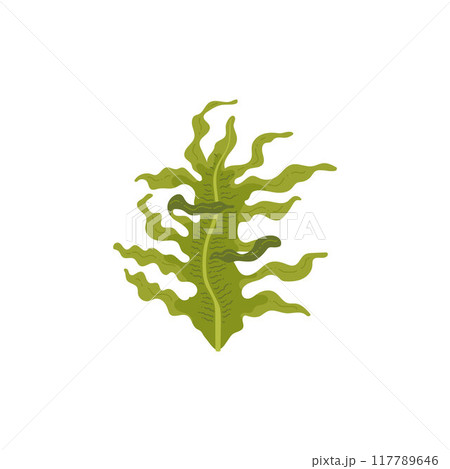 Green algae. Undaria Pinnatifida. 117789646