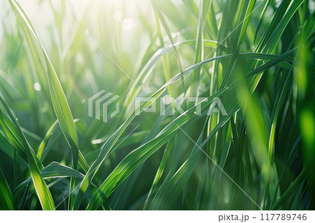 A close up view of green grass swaying in the wind across a field 117789746