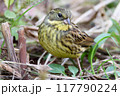 地面の上のアオジ 117790224