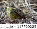 地面で採食するアオジ 117790225