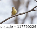 枝の上のアオジ 117790226