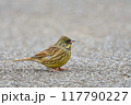 駐車場のアオジ 117790227