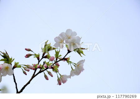 爽やか　オオシマザクラの花　満開 117790269