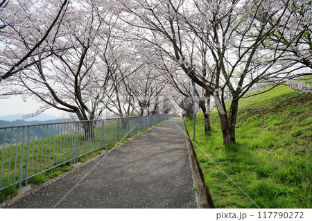 通学路　桜の花　満開　染井吉野 117790272