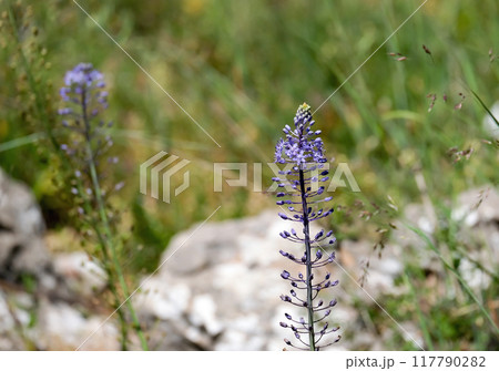 Beautiful Campanulata Blue (lat.- Scilla hyacinthoides) 117790282